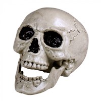 Crâne 'Maxilla' avec mâchoire mobile (20 x 15 cm)