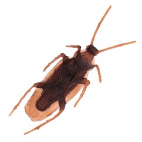 Set Cockroaches (6pcs.)