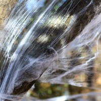 Spinnenweb Wit met 25 Spinnen (500g)