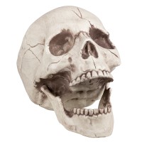 Crâne Jawbone avec mâchoire mobile (16 x 14 x 21cm)